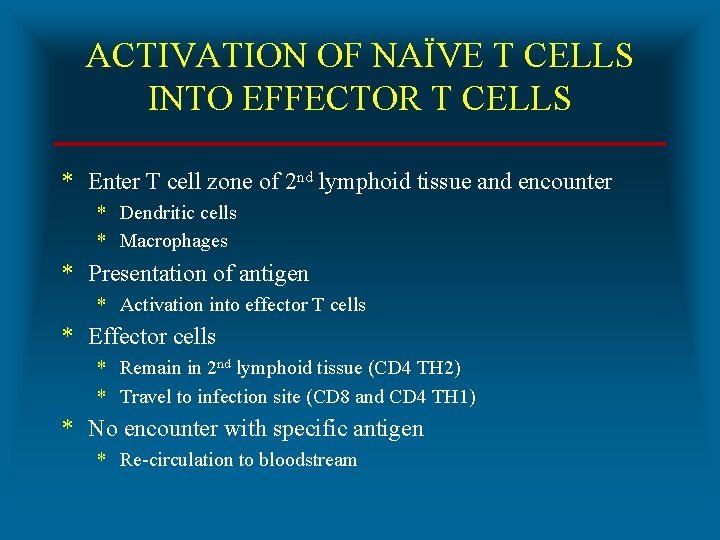 ACTIVATION OF NAÏVE T CELLS INTO EFFECTOR T CELLS * Enter T cell zone