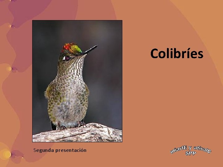 Colibríes Segunda presentación 