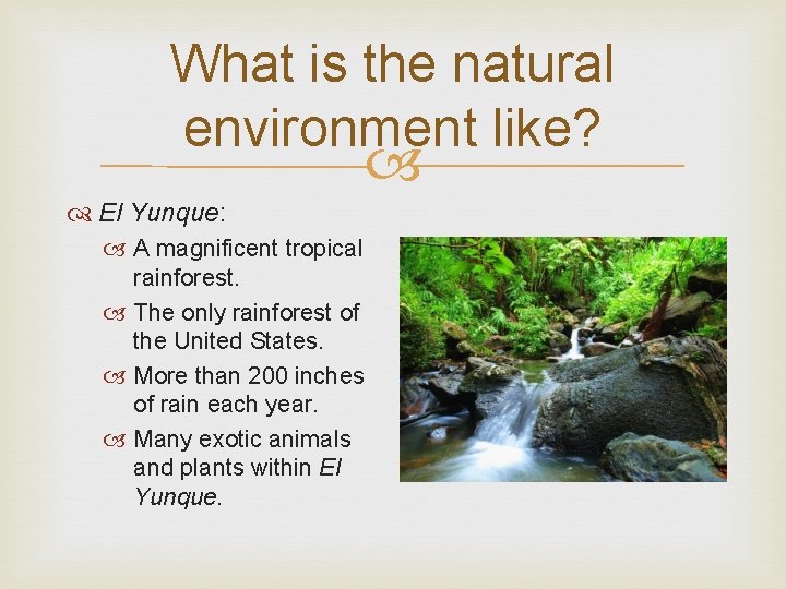 What is the natural environment like? El Yunque: A magnificent tropical rainforest. The only