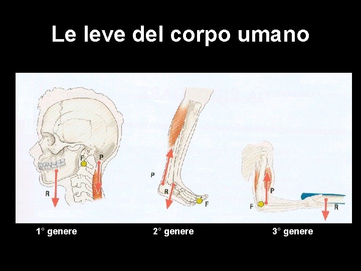 Le leve del corpo umano 1° genere 2° genere 3° genere 