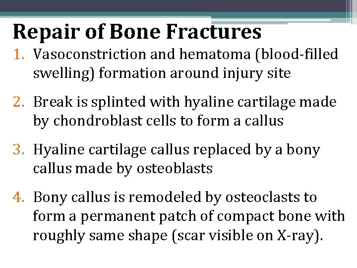 Repair of Bone Fractures 1. Vasoconstriction and hematoma (blood-filled swelling) formation around injury site