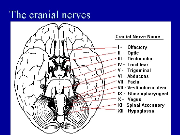 The cranial nerves 