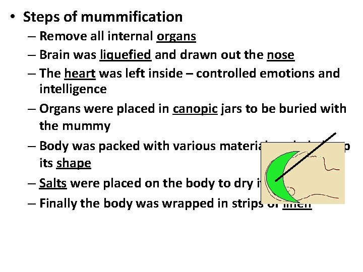  • Steps of mummification – Remove all internal organs – Brain was liquefied