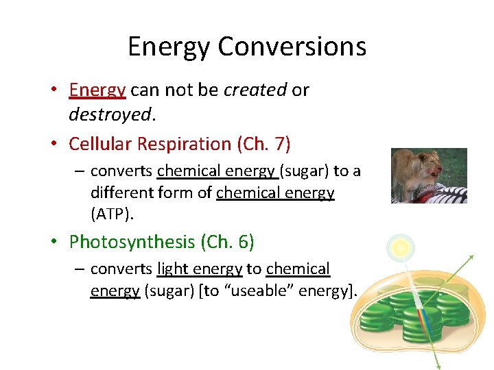 Energy Conversions • Energy can not be created or destroyed. • Cellular Respiration (Ch.