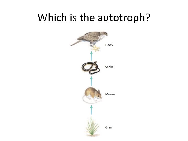 Which is the autotroph? 
