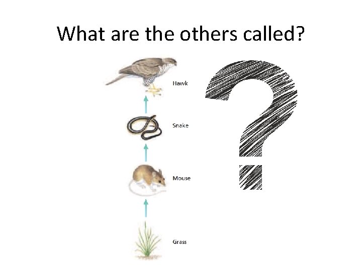 What are the others called? 