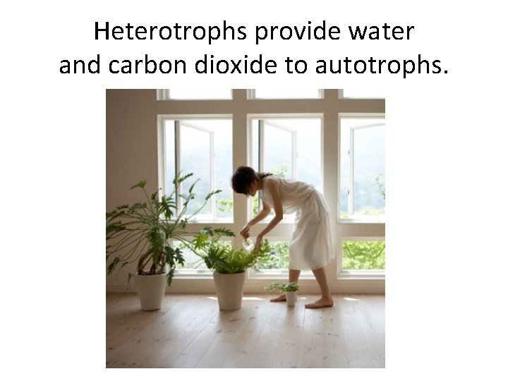 Heterotrophs provide water and carbon dioxide to autotrophs. 