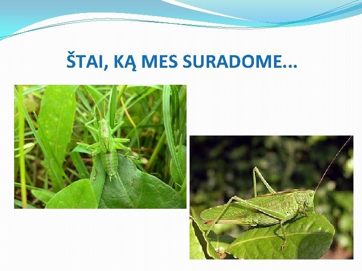 ŠTAI, KĄ MES SURADOME. . . 