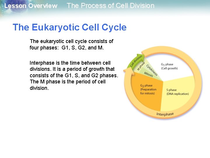 Lesson Overview The Process of Cell Division The Eukaryotic Cell Cycle The eukaryotic cell