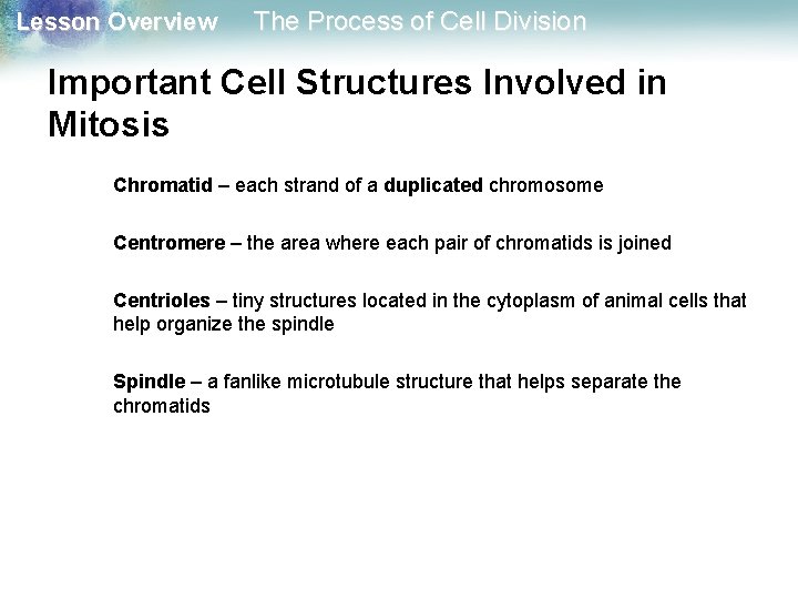 Lesson Overview The Process of Cell Division Important Cell Structures Involved in Mitosis Chromatid