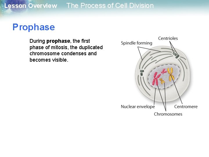 Lesson Overview The Process of Cell Division Prophase During prophase, the first phase of