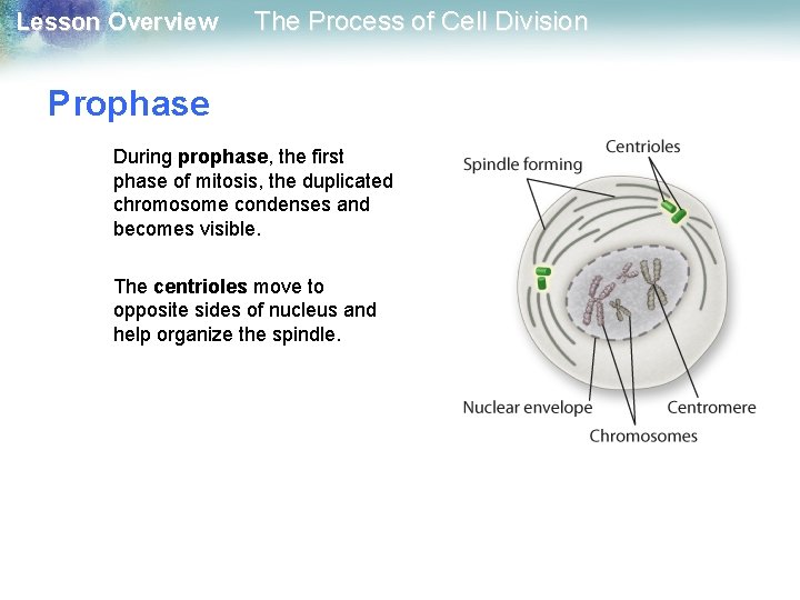 Lesson Overview The Process of Cell Division Prophase During prophase, the first phase of Lesson Overview The Process of Cell Division Prophase During prophase, the first phase of