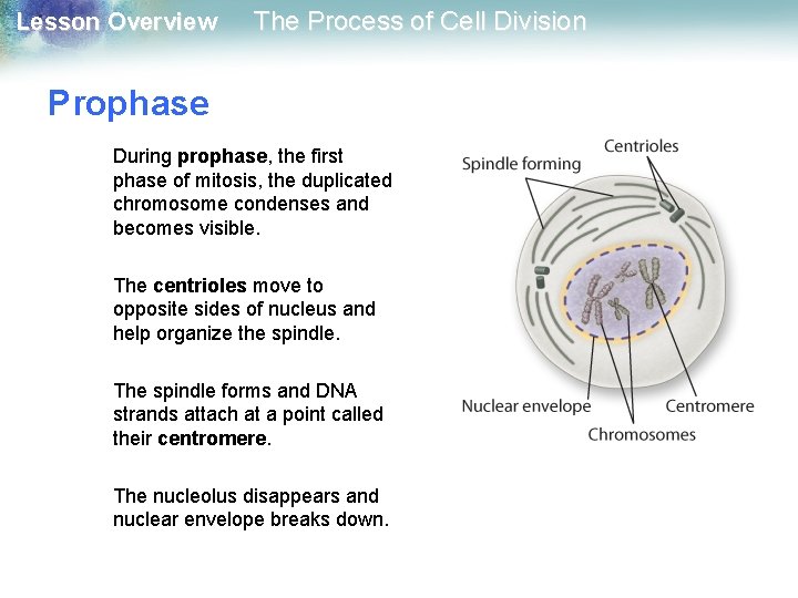 Lesson Overview The Process of Cell Division Prophase During prophase, the first phase of