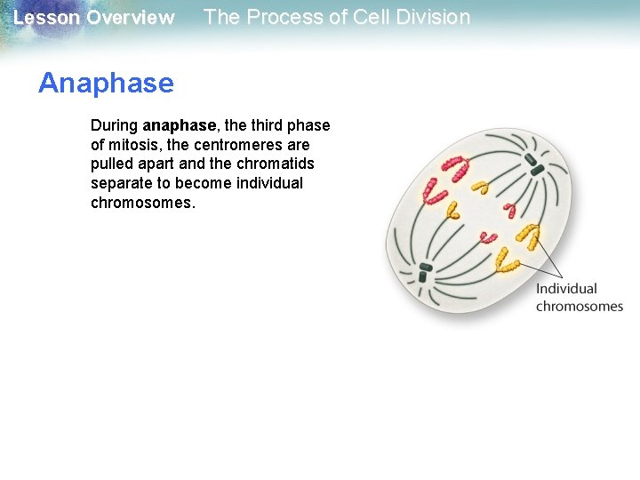 Lesson Overview The Process of Cell Division Anaphase During anaphase, the third phase of