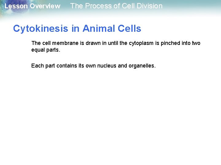 Lesson Overview The Process of Cell Division Cytokinesis in Animal Cells The cell membrane