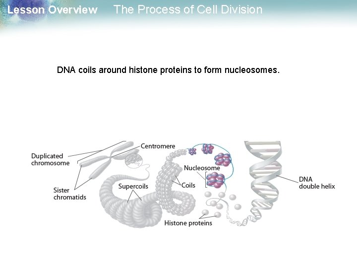 Lesson Overview The Process of Cell Division DNA coils around histone proteins to form