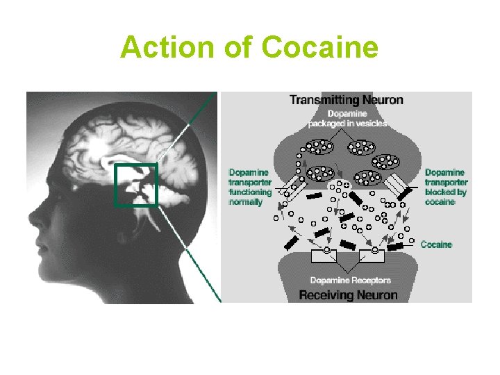 Action of Cocaine 