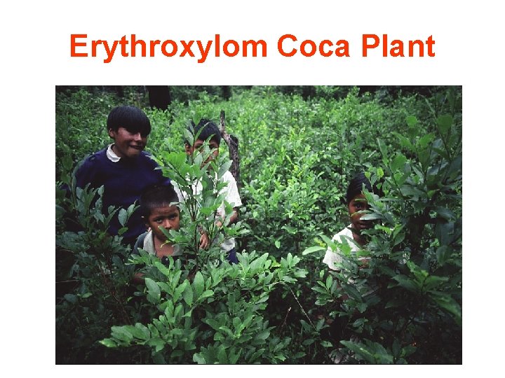 Erythroxylom Coca Plant 