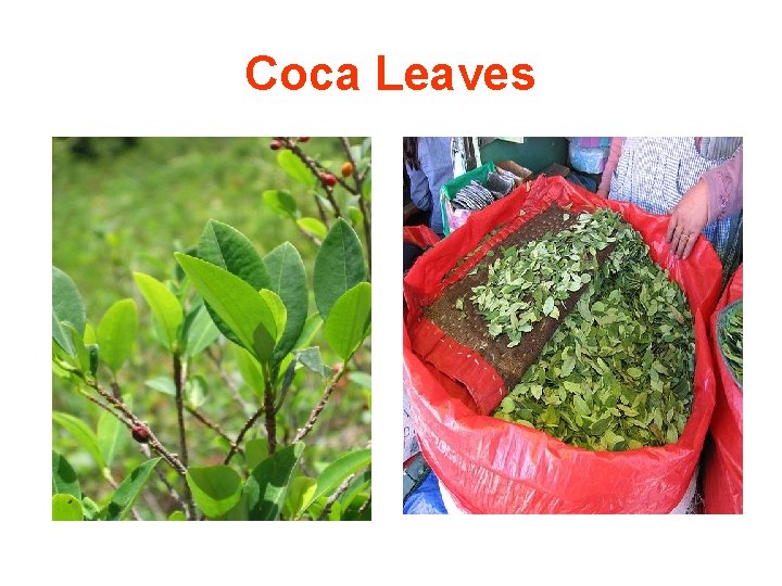 Coca Leaves 