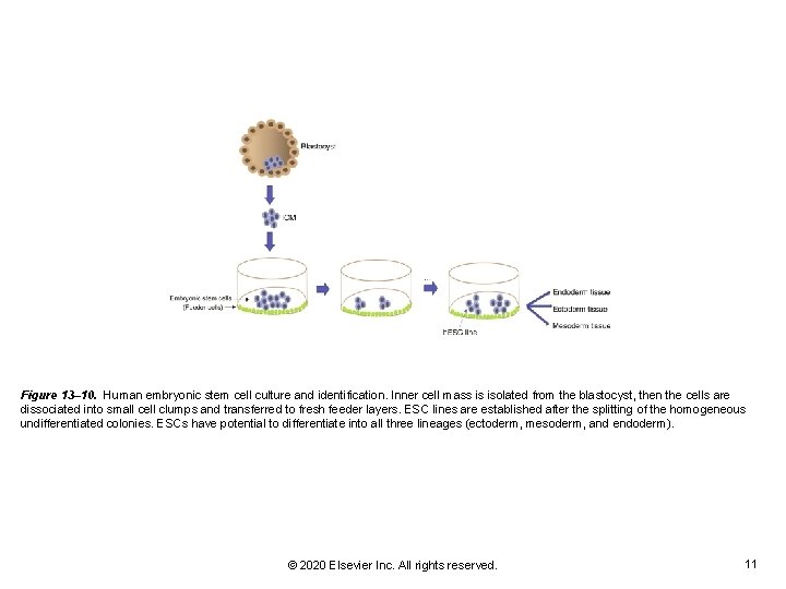 Figure 13– 10. Human embryonic stem cell culture and identification. Inner cell mass is