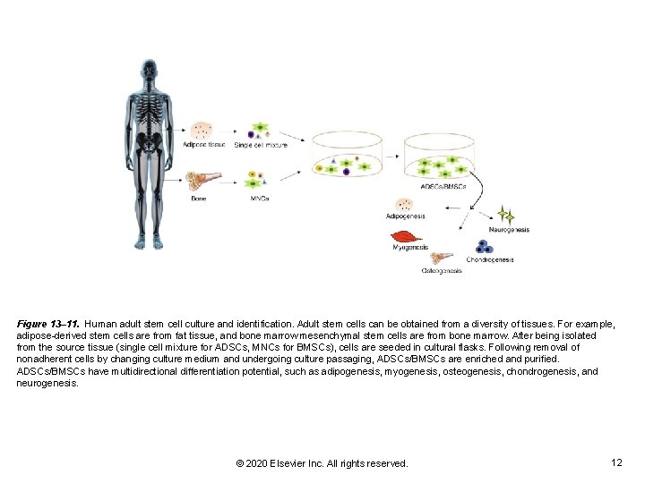 Figure 13– 11. Human adult stem cell culture and identification. Adult stem cells can