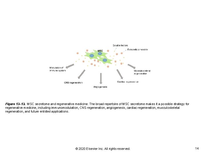 Figure 13– 13. MSC secretome and regenerative medicine. The broad repertoire of MSC secretome