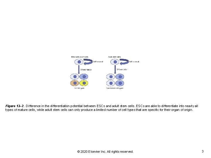 Figure 13– 2. Difference in the differentiation potential between ESCs and adult stem cells.