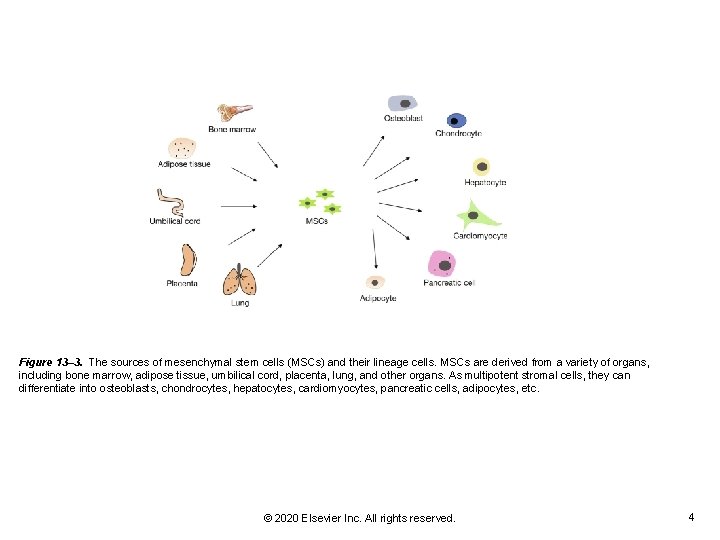 Figure 13– 3. The sources of mesenchymal stem cells (MSCs) and their lineage cells.