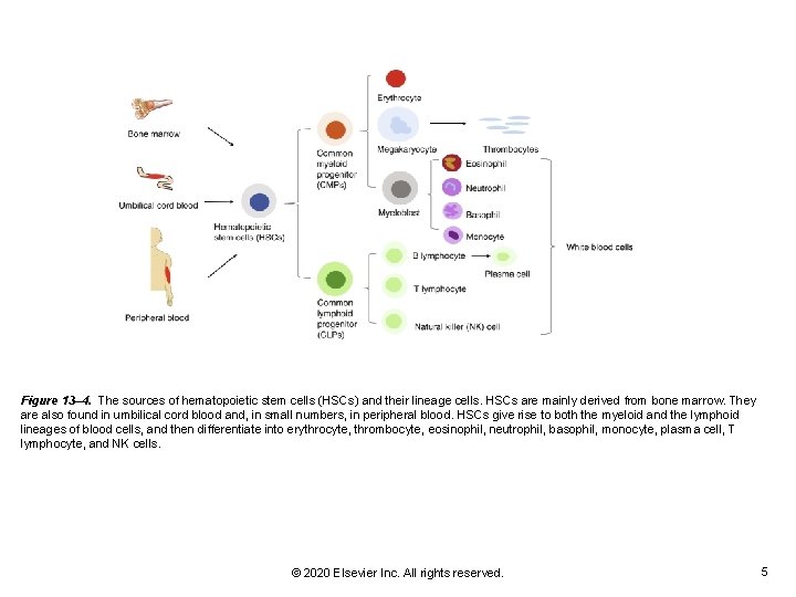 Figure 13– 4. The sources of hematopoietic stem cells (HSCs) and their lineage cells.