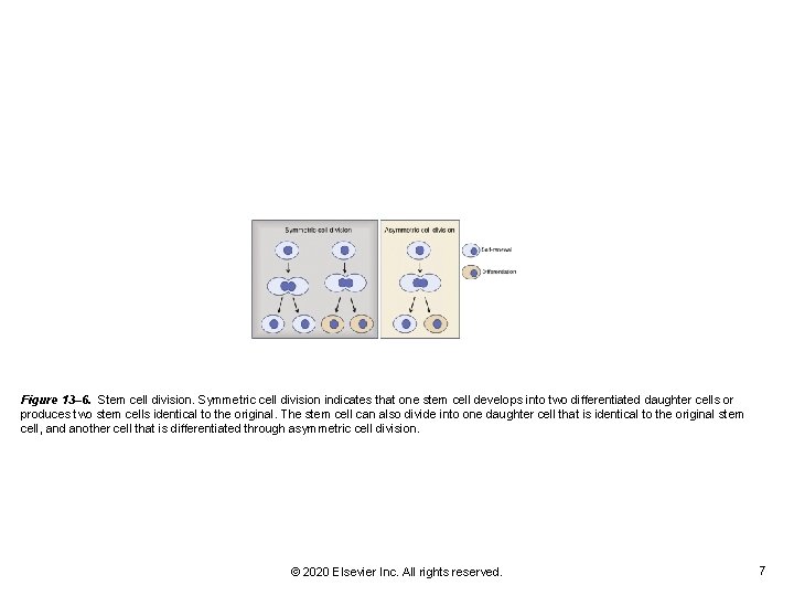 Figure 13– 6. Stem cell division. Symmetric cell division indicates that one stem cell