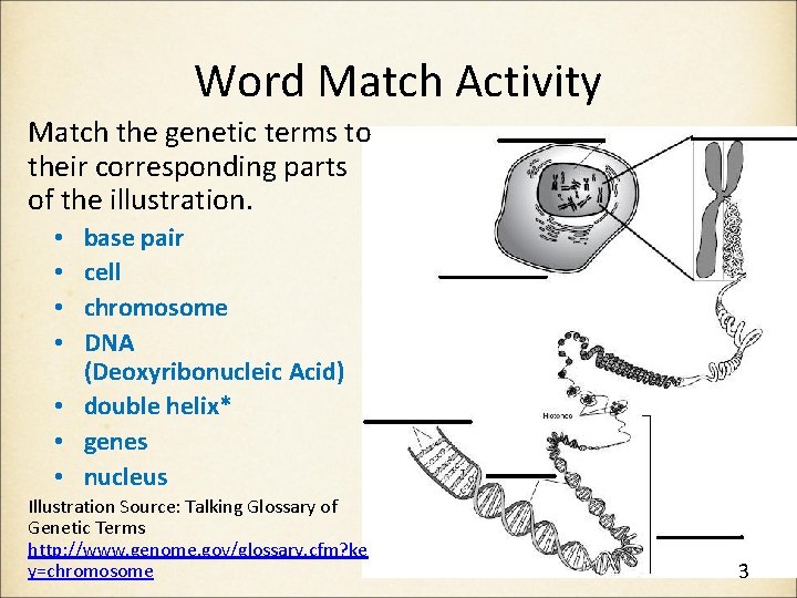 Word Match Activity Match the genetic terms to their corresponding parts of the illustration. Word Match Activity Match the genetic terms to their corresponding parts of the illustration.