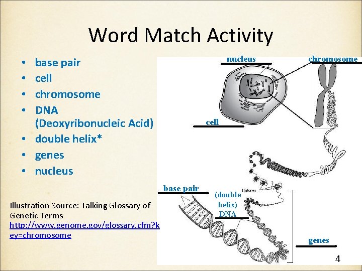 Word Match Activity nucleus base pair cell chromosome DNA (Deoxyribonucleic Acid) • double helix* Word Match Activity nucleus base pair cell chromosome DNA (Deoxyribonucleic Acid) • double helix*