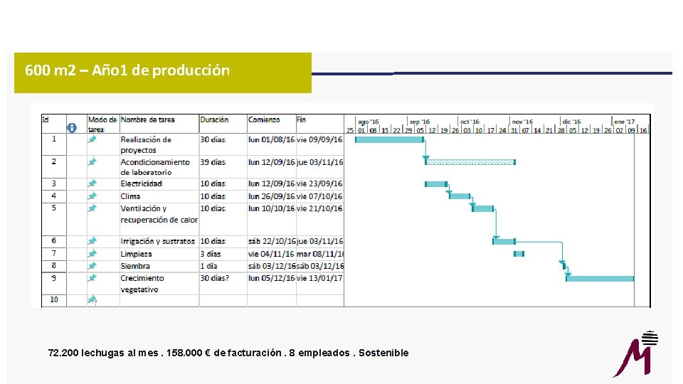 600 m 2 – Año 1 de producción 72. 200 lechugas al mes. 158.