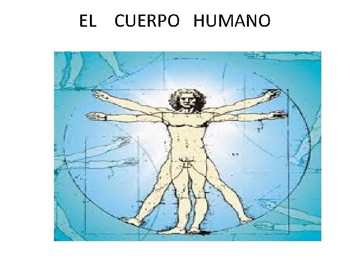 EL CUERPO HUMANO 