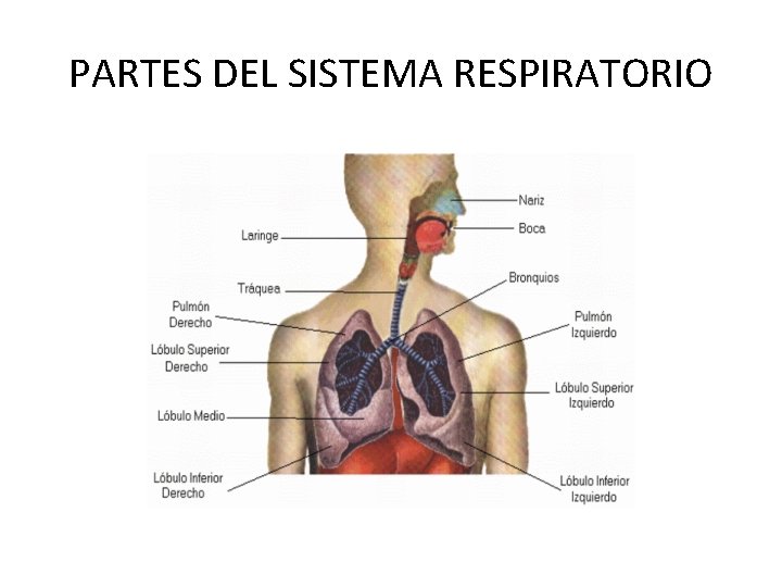 PARTES DEL SISTEMA RESPIRATORIO 