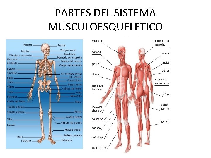 PARTES DEL SISTEMA MUSCULOESQUELETICO 