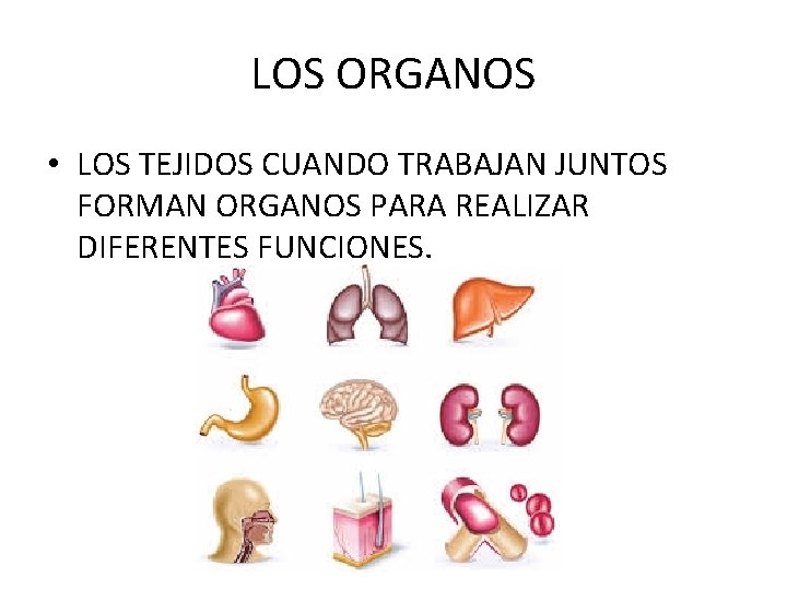 LOS ORGANOS • LOS TEJIDOS CUANDO TRABAJAN JUNTOS FORMAN ORGANOS PARA REALIZAR DIFERENTES FUNCIONES.