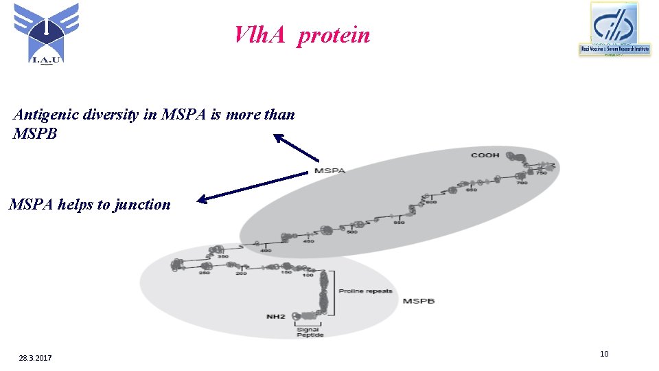 Vlh. A protein Antigenic diversity in MSPA is more than MSPB MSPA helps to