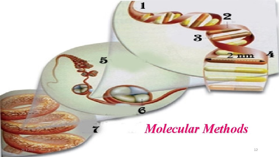 Molecular Methods 28. 3. 2017 12 