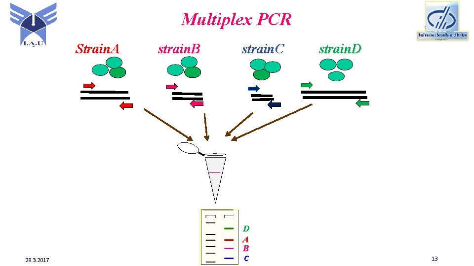 Multiplex PCR Strain. A 28. 3. 2017 strain. B strain. C D A B