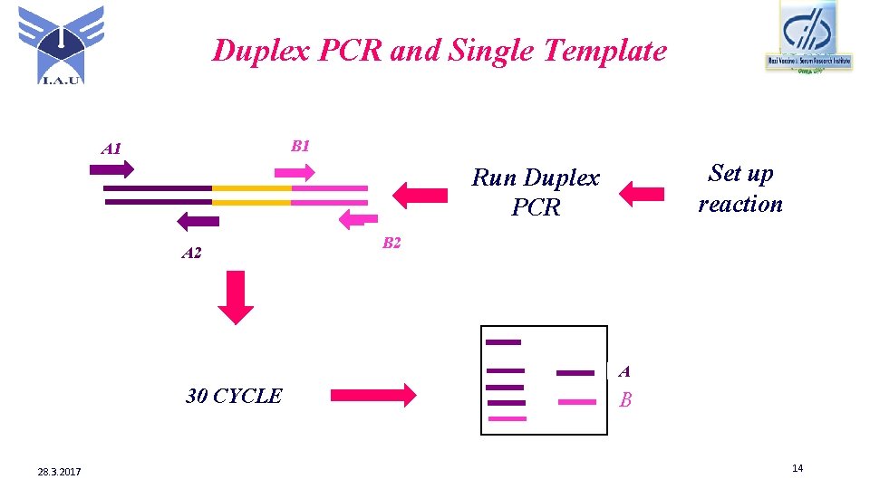 Duplex PCR and Single Template B 1 A 1 Set up reaction Run Duplex