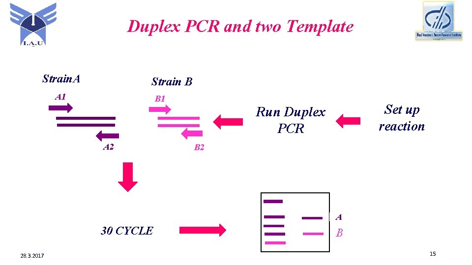 Duplex PCR and two Template Strain. A Strain B A 1 B 1 Set