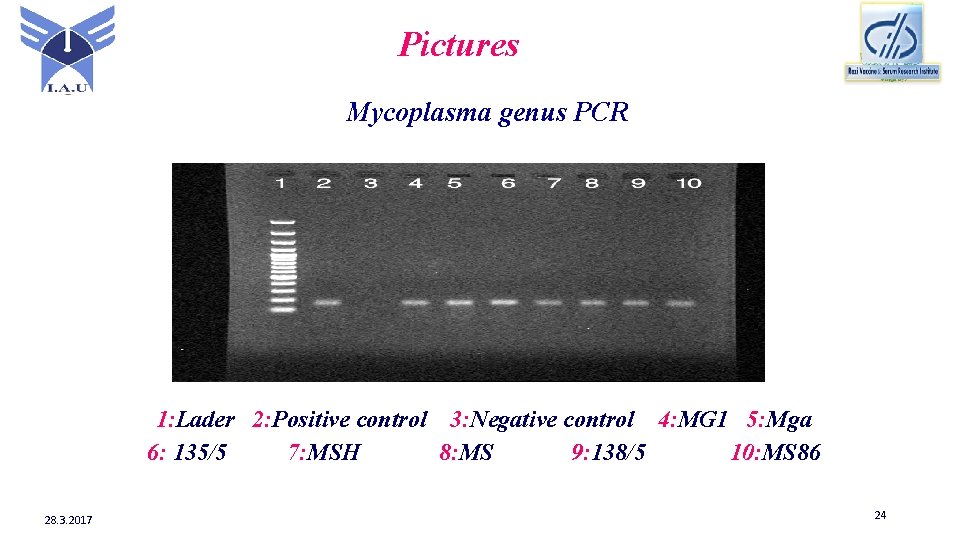 Pictures Mycoplasma genus PCR 1: Lader 2: Positive control 3: Negative control 4: MG