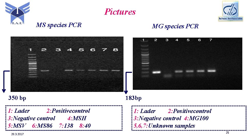 Pictures MS species PCR 350 bp 1: Lader 2: Positivecontrol 3: Negative control 4: