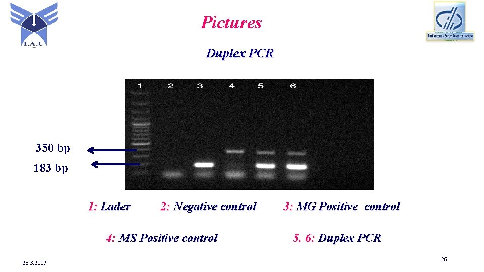 Pictures Duplex PCR 350 bp 183 bp 1: Lader 2: Negative control 4: MS