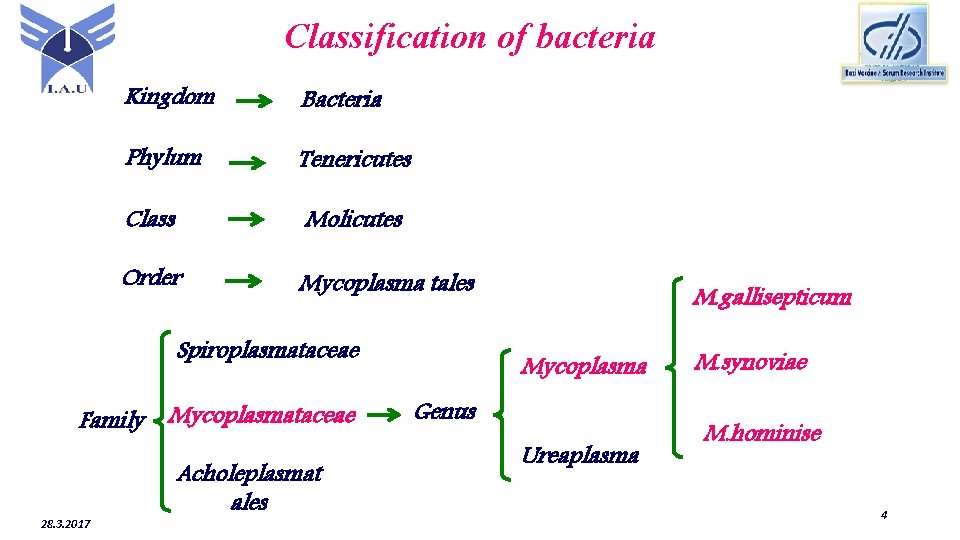 Classification of bacteria Kingdom Bacteria Phylum Tenericutes Class Molicutes Order Mycoplasma tales Spiroplasmataceae Family