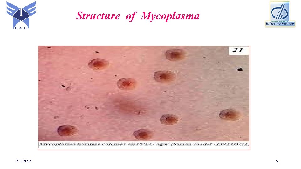 Structure of Mycoplasma 28. 3. 2017 5 