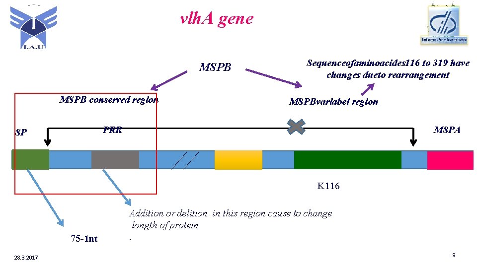 vlh. A gene MSPB conserved region Sequenceofaminoacides 116 to 319 have changes dueto rearrangement