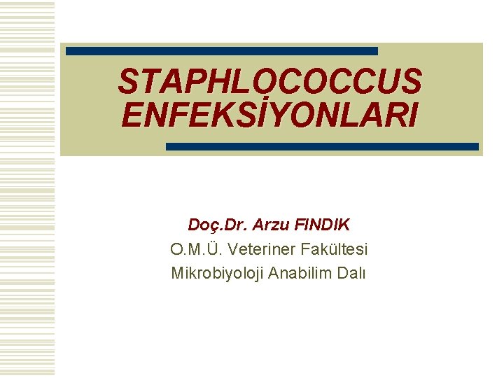 STAPHLOCOCCUS ENFEKSİYONLARI Doç. Dr. Arzu FINDIK O. M. Ü. Veteriner Fakültesi Mikrobiyoloji Anabilim Dalı