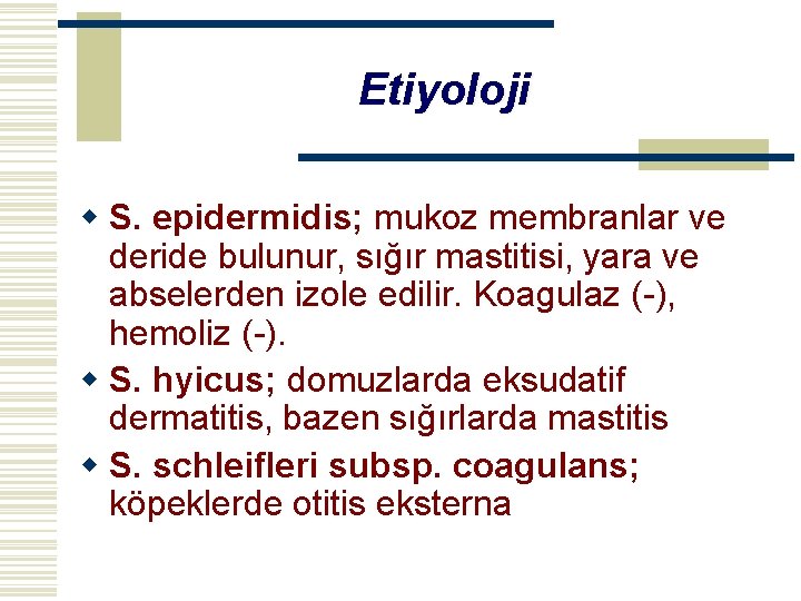 Etiyoloji w S. epidermidis; mukoz membranlar ve deride bulunur, sığır mastitisi, yara ve abselerden